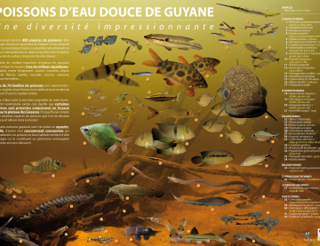 Quelques exemples de poissons Guyanais 