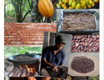 Carte postale. Cacao processus 