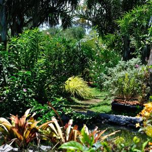 Jardin botanique de Guyane 1