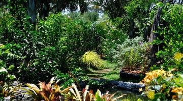 Jardin botanique de Guyane 1