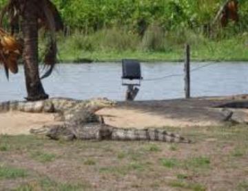 ILOTS-CAIMANS 