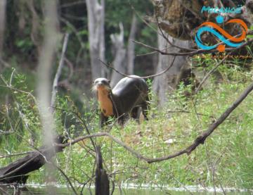 Loutre géante 