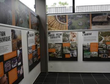 Exposition permanente sur l'Art rupestre en Guyane 