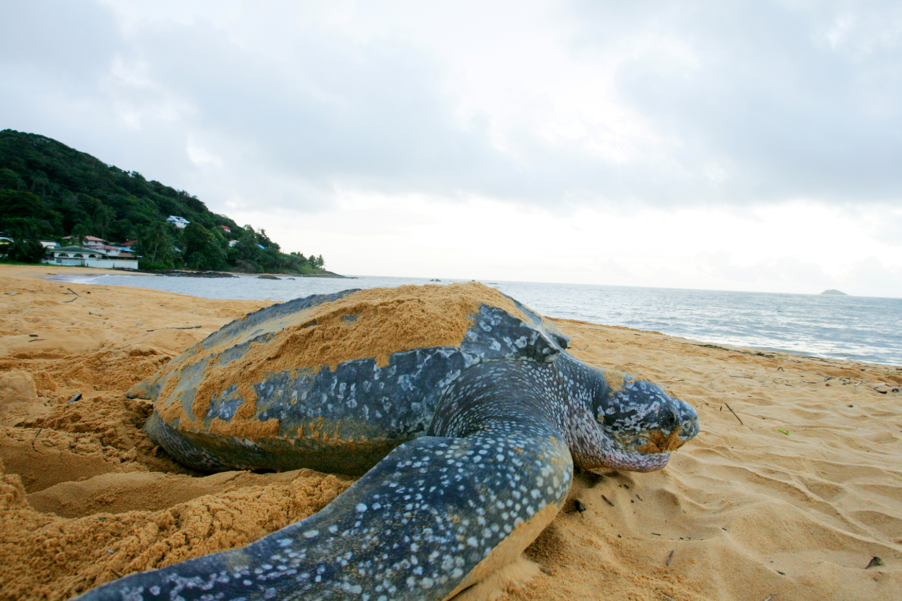 D COUVERTE DES TORTUES LUTH PLAGE DES SALINES REMIRE MONTJOLY Site 