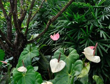 Jardin botanique de Guyane anthurium 