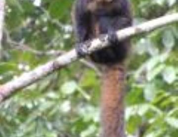 mamanguina 